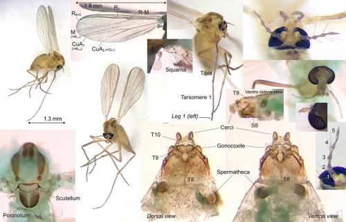 Parametriocnemus stylatus adzharicus